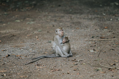 A monkey is carrying a child in the middle of nature forest. at this place there are so many monkey.