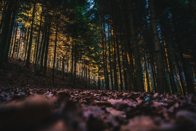 Low section of woman standing in forest