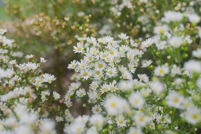 Close-up of white flowering plants on field