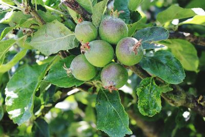 Close-up of fruit growing on tree