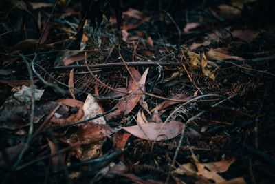 Close-up of dry leaves on field