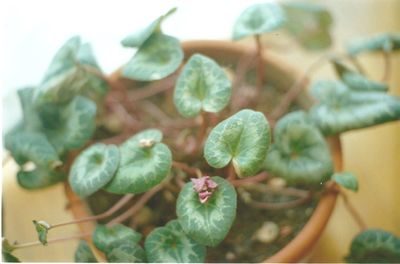 Close-up of plant