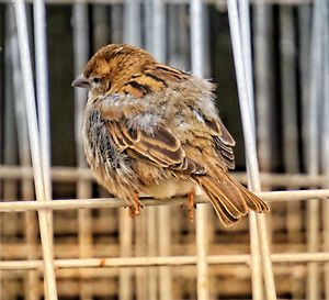 Close-up of bird perching on a fence