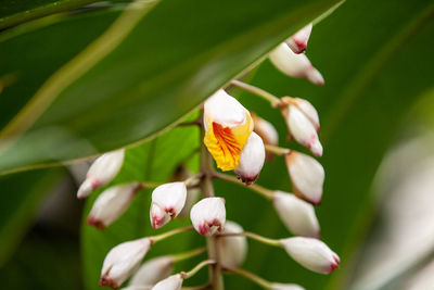 Close-up of fly on white flower