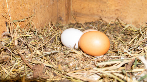 Close-up of egg on hay