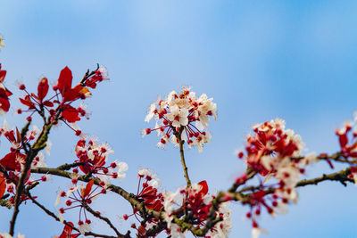 Low angle view of cherry blossom against clear sky