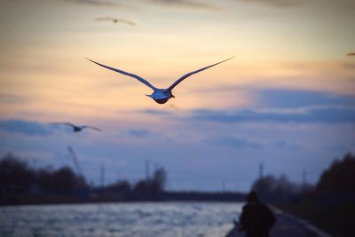 Bird flying in sky at sunset