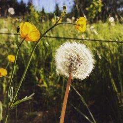 Close-up of dandelion in field