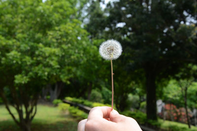 Cropped image of hand holding dandelion against trees