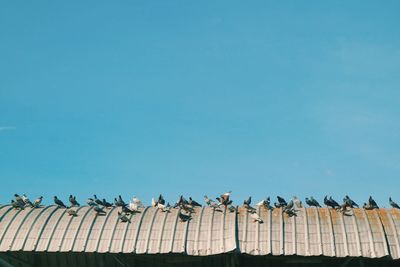 Low angle view of birds perching on roof against clear sky