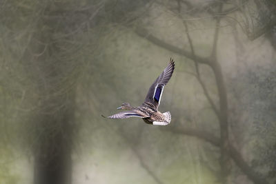 Close-up of bird flying against blurred background