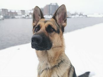 Close-up portrait of dog