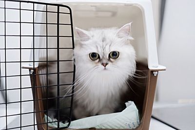 Portrait of white cat in cage