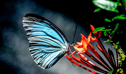 Close-up of butterfly on leaf