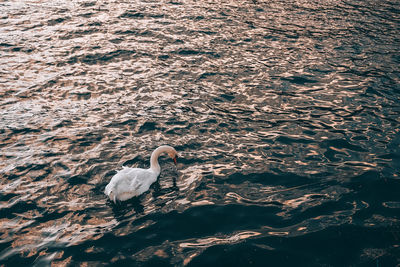 High angle view of swan swimming in lake