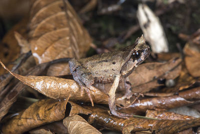 Close-up of crab on dry leaves