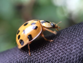 Close-up of ladybug on surface
