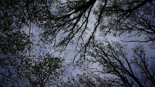 Low angle view of bare trees against sky