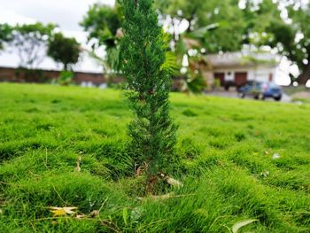 Plants growing on field