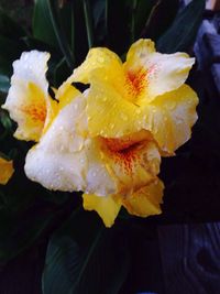 Close-up of wet yellow flower