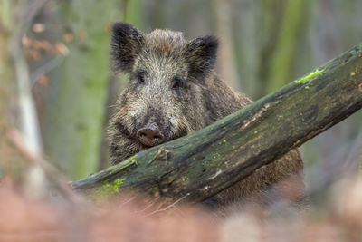 Close-up of an animal