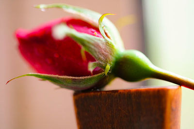 Close-up of flower against blurred background