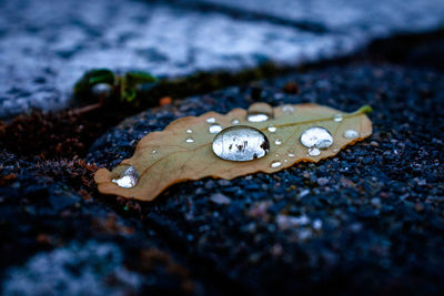 Close-up of raindrops on rock