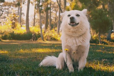 View of dog on field