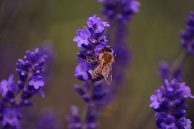 Close-up of bee pollinating on purple flower