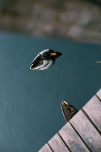High angle view of bird swimming in lake