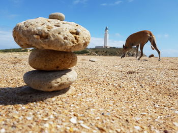 Greyhound walking by stack of stones at beach against sky in tarifa