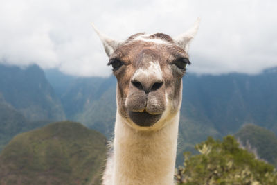 Portrait of llama against mountain range