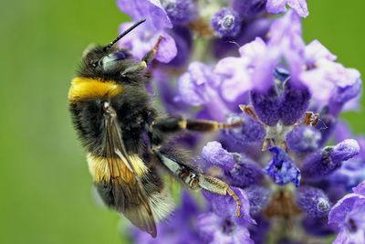 Close-up of bee on purple flowers