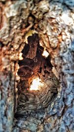 Close-up of tree trunk