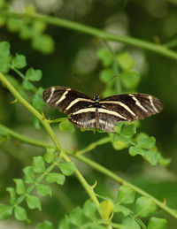Butterfly on leaf