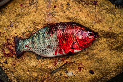 High angle view of fish on shore