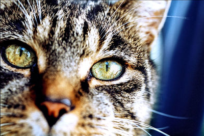 Headshot close-up of domestic cat