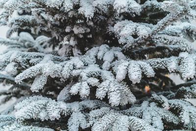 Close-up of snow covered tree