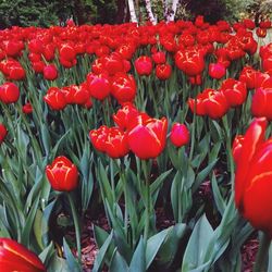 Red tulips blooming in park
