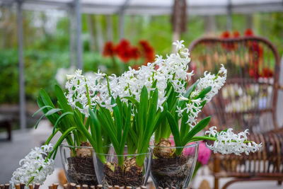 Close-up of potted plant