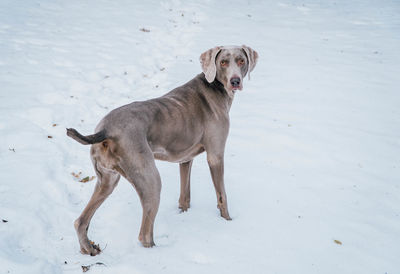 Weimaraner on ground