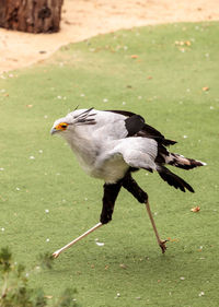 Bird on field