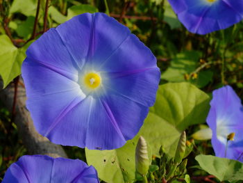 Close-up of purple flower blooming outdoors