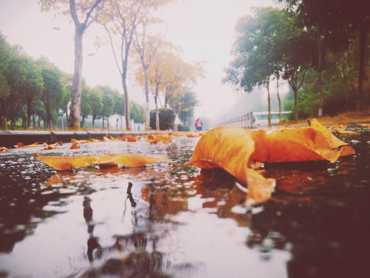 tree, animal themes, water, one animal, dog, autumn, reflection, season, street, pets, domestic animals, nature, wet, sunlight, outdoors, the way forward, day, surface level, built structure, change