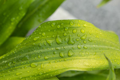 Close-up of raindrops on green leaf