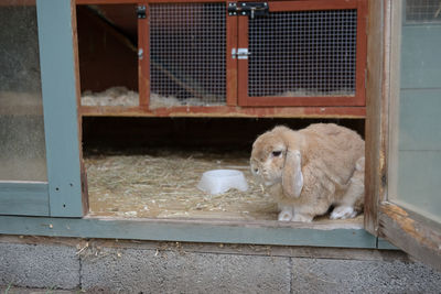 Small light brown dwarf netherlands lop ear pet rabbit looks out from hutch within a shed.