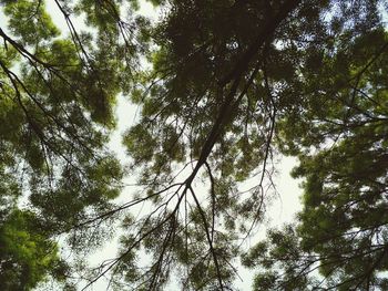 Low angle view of trees against sky