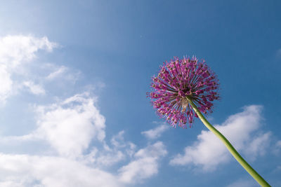 Low angle view of pink flower against sky