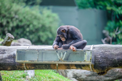 Close-up of monkeys in zoo