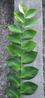 High angle view of succulent plant